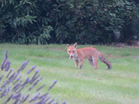 Watching the fox in the backyard