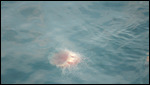 Jellyfish in the Water