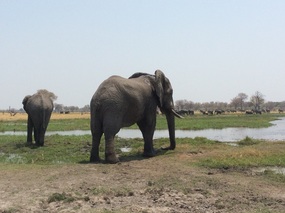 Elephants galore