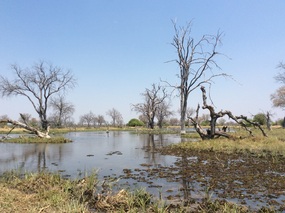 Tree devastation in eastern Botswana 