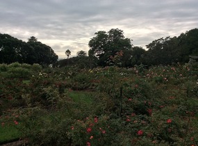 Roses everywhere 