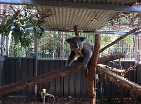 Yes it's a real koala!