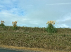 I dig this grass 