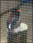 Pungu, Bateleur Eagle