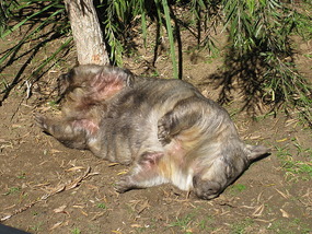 Big Fat Wombat