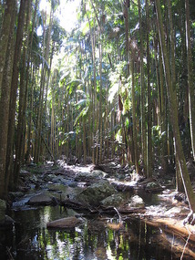 Curtis Falls Trail