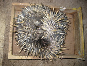 Ecgidna In Drawer