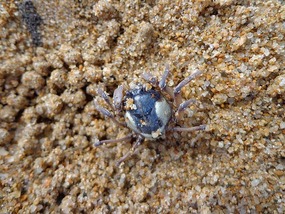 Blue Soldier Crab