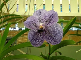 Clearly An Orchid