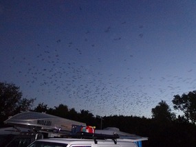 Holy Bats, Batman!