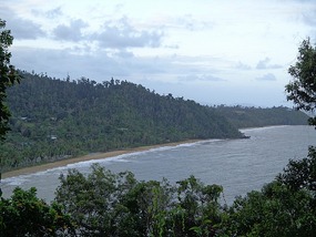 Rainforest, Meet Reef