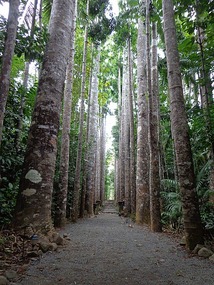 Kauri Ave