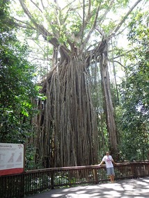 The Curtain Fig