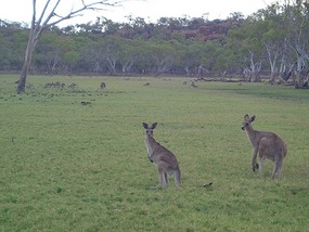 Graze Much?
