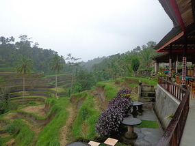 Rice Terrace View