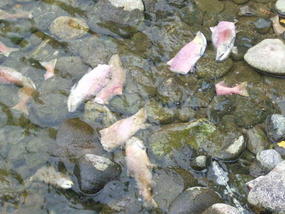 08 - along the banks