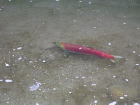 11- almost shark-like