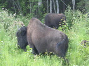 20 - the wood bison