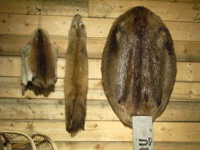 22 - exhibit - why beaver pelt was so desired