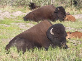 47 - a family of wood bisons?