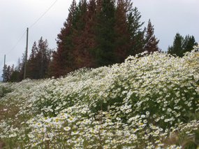 daisies