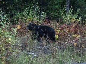 Bear Alley