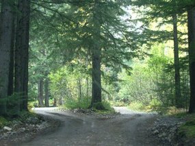 when faced with a branch in the road - take it