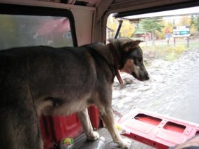 - my travel companion