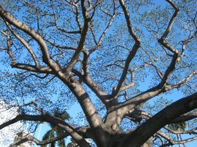 56 - no leaves as Hawaii is in mid winter