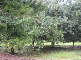 - groves and groves of macadamia nuts