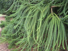 - is it a Norfolk Island pine?