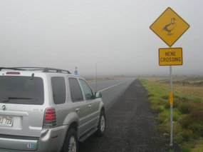 - the "nene" is the Hawaiian wild goose