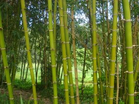 1-- I prefer the look of the bamboo