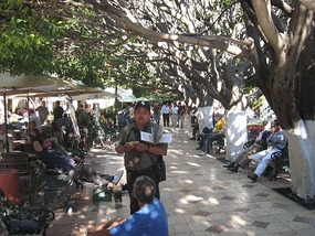 -  sidewalk level under the ficus benjamina trees