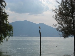 - a good landing spot if you are a bird