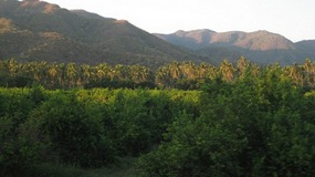 - the plantations