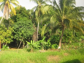 - lush and green