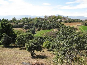 - could be olive trees in Provence