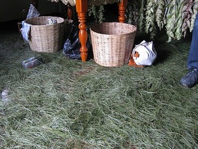 - the floor covered with pine needles