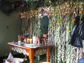- the wall of corn plants