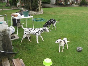 - they have dogs