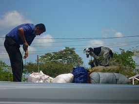 - dog waiting patiently to be tied again