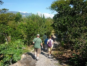 - in search of coffee trees at the farm