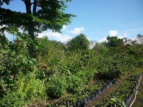 - somewhere in there is the shade-grown coffee