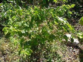 - coffee plant