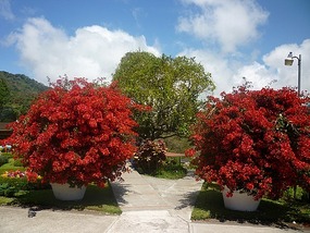 - beautiful contrast in colours