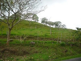 - the green hills
