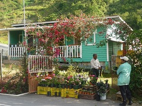 - selling plants and flowers
