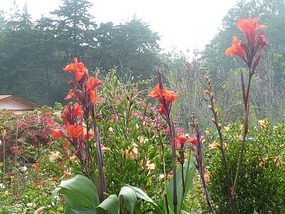 - flowers everywhere