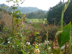 - pastoral scene